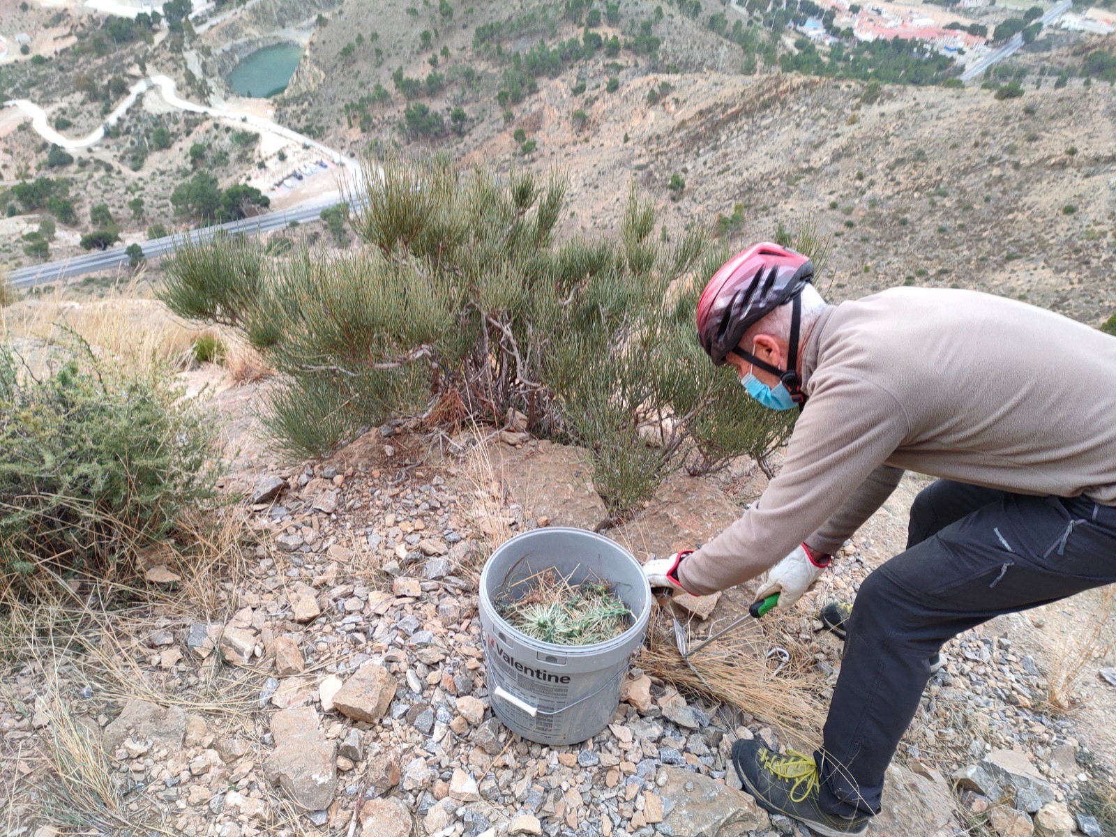 GOM’s tireless work to kill the Arizona cactus